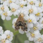 Rundstirnmotte (Anthophila fabriciana) auf Schafgarbe