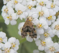 Rundstirnmotte (Anthophila fabriciana) auf Schafgarbe