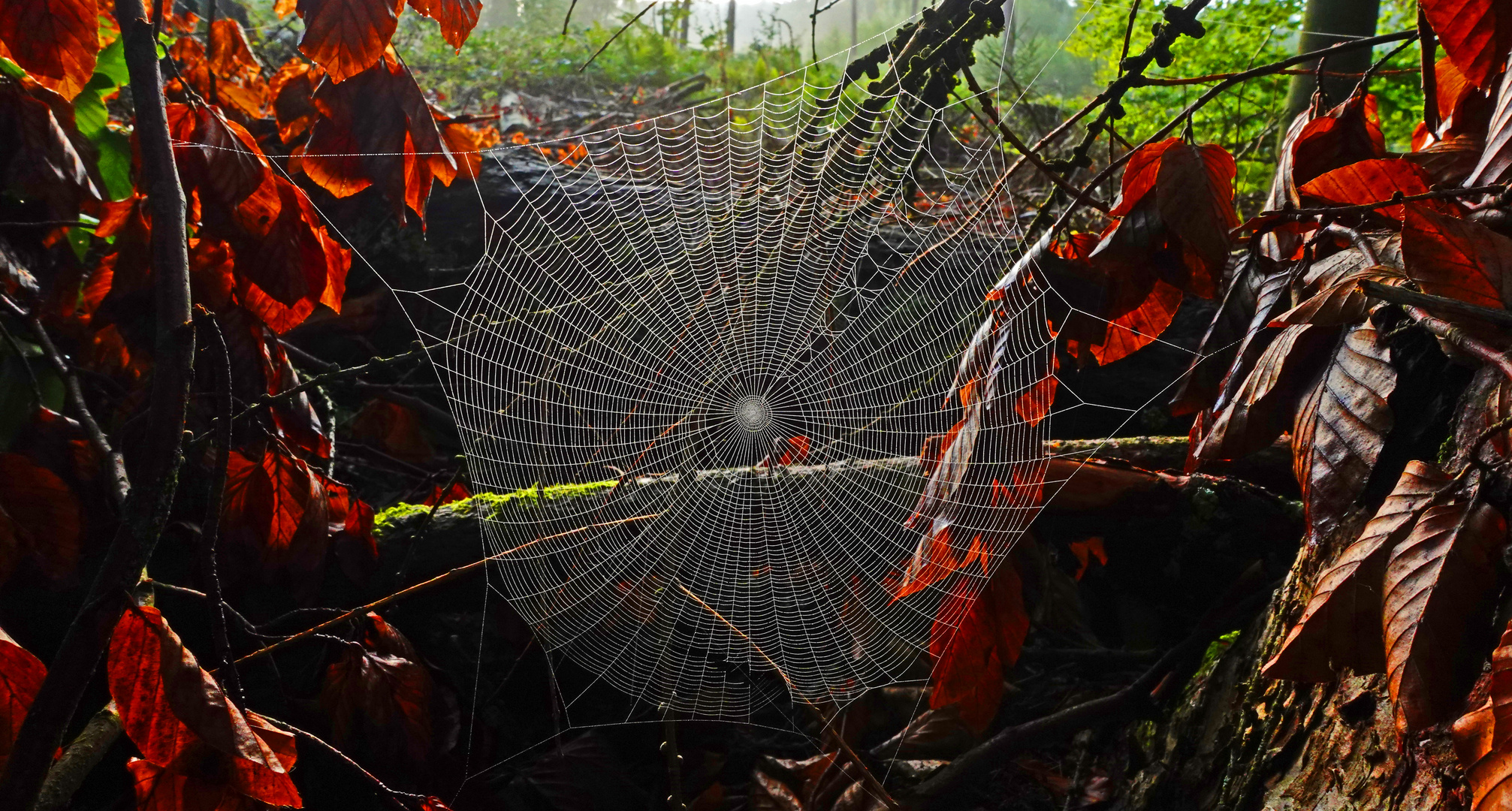 Rundum herbstlich eingerahmtes Netz