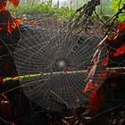 Rundum herbstlich eingerahmtes Netz