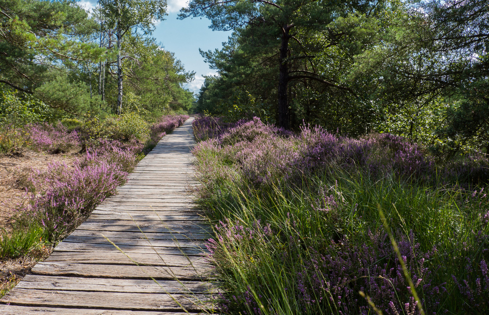 Rundwanderweg im Pietzmoor