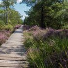 Rundwanderweg im Pietzmoor