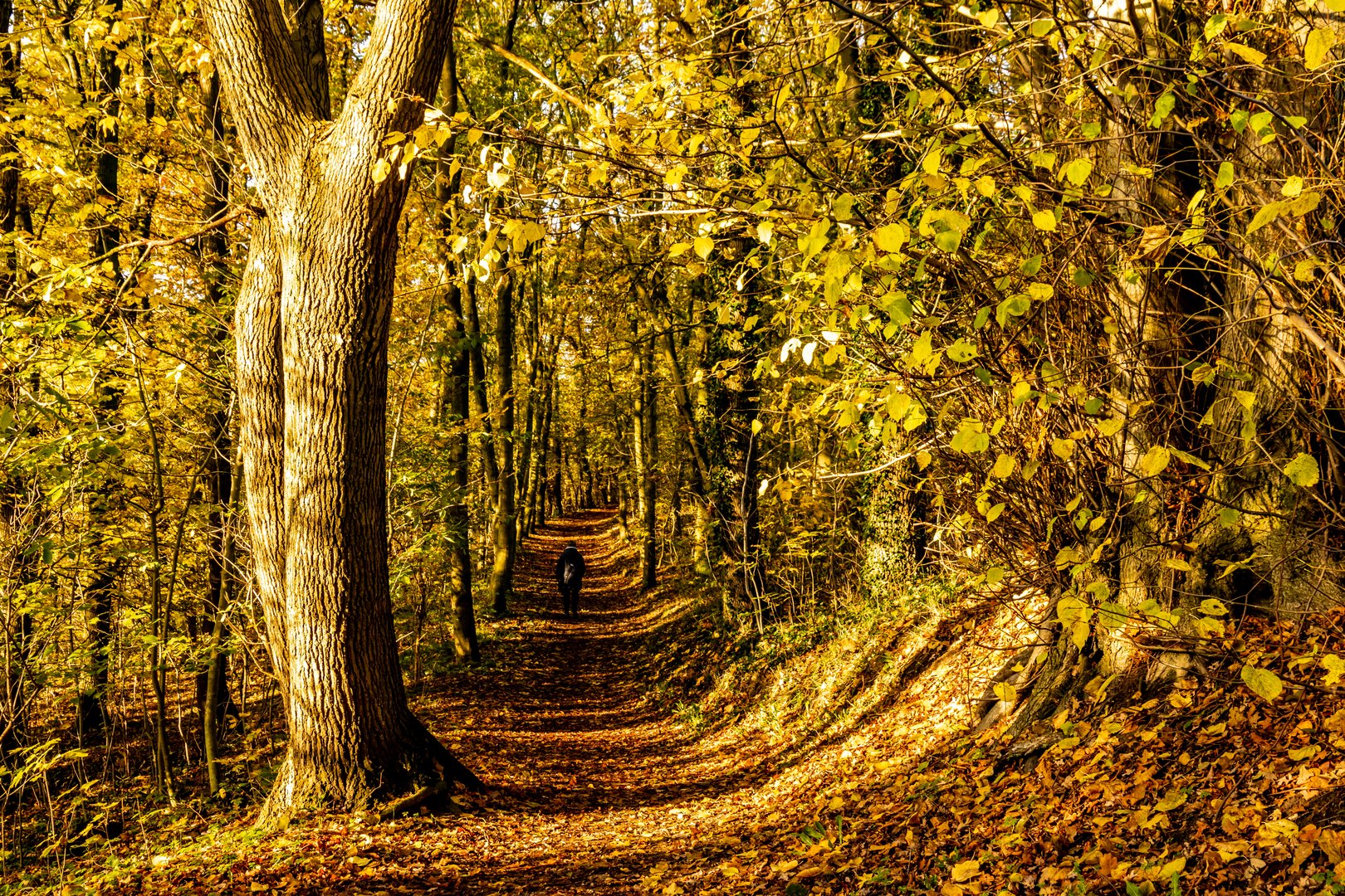 Rundweg um den Vielbecker See