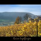 Runine Ingelfingen