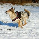 runing dog