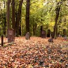 Runkel-der jüdische Friedhof (6)