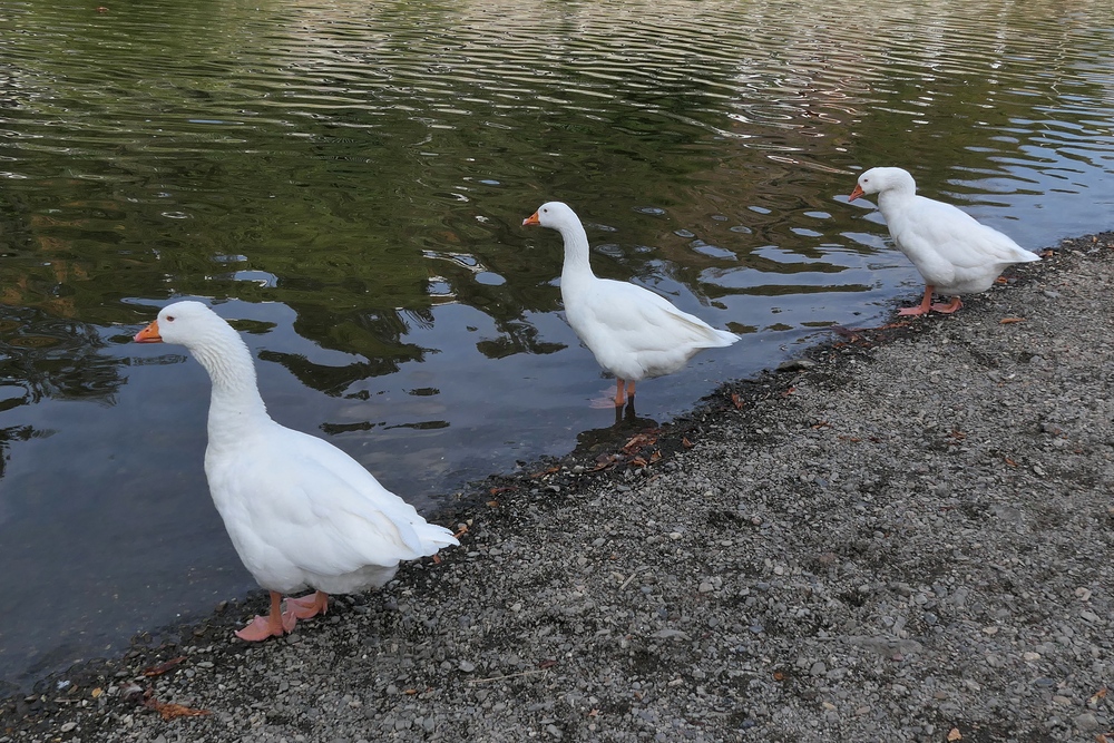 Runkel: Unentschlossene Lahn – Gänse?