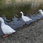 Runkel: Unentschlossene Lahn – Gänse?