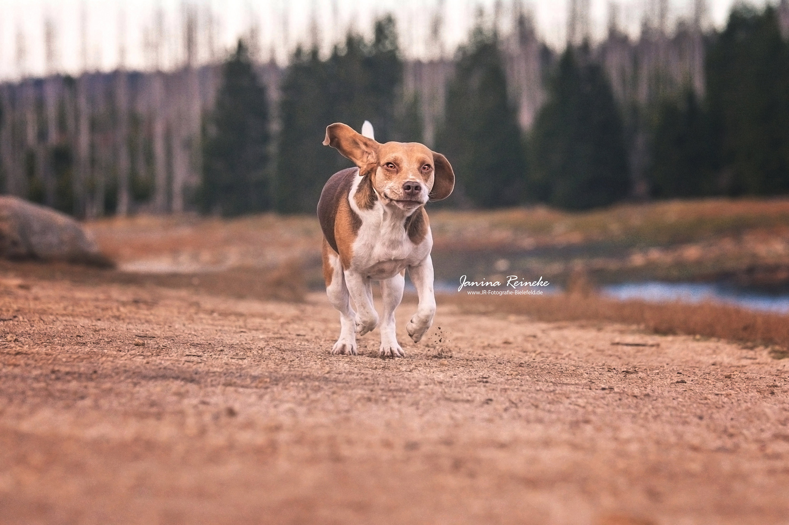 runnig Bruno :)