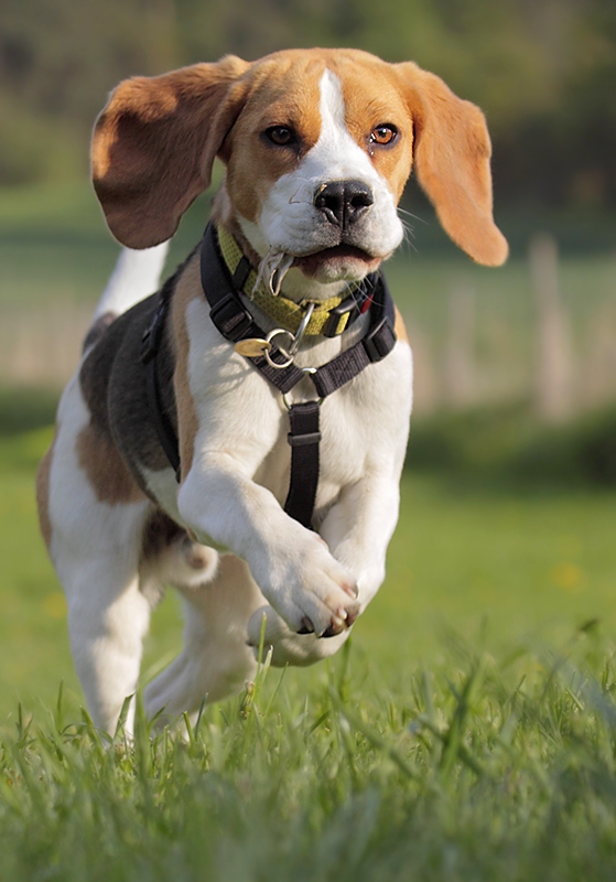 running beagle