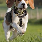 running beagle