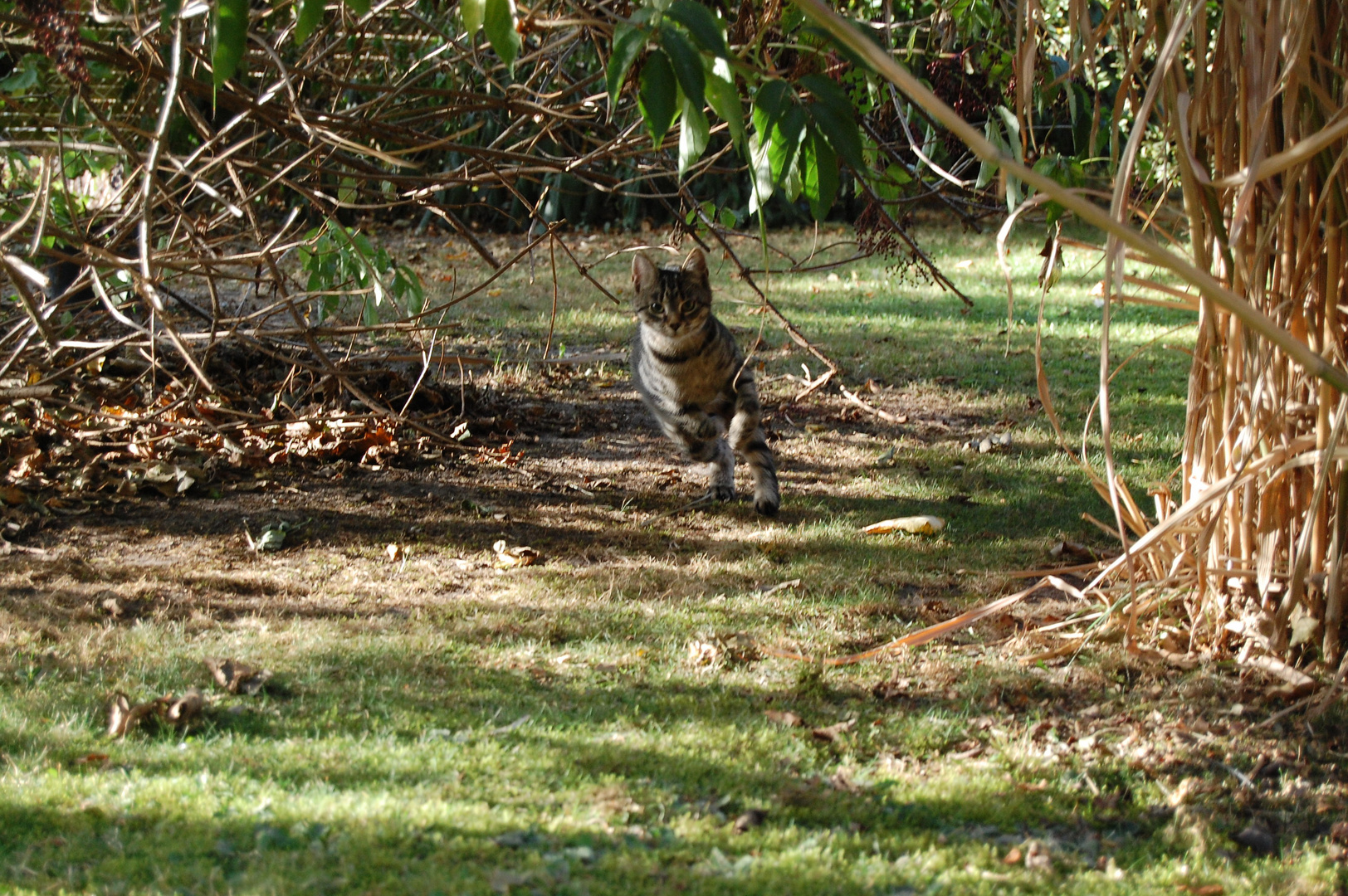 running cat