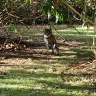 running cat