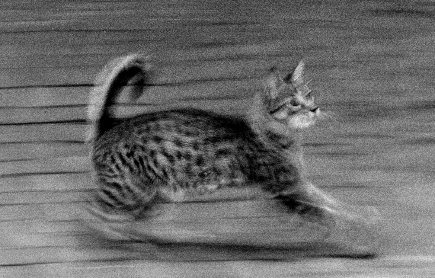 Running Cat