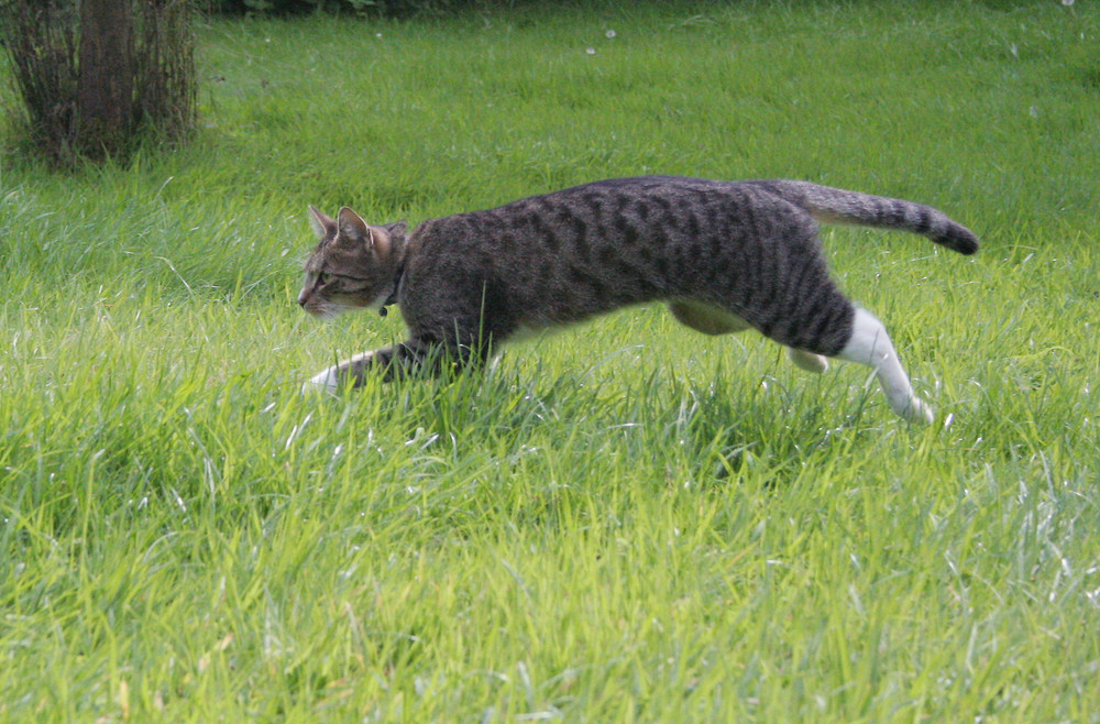 Running Cat