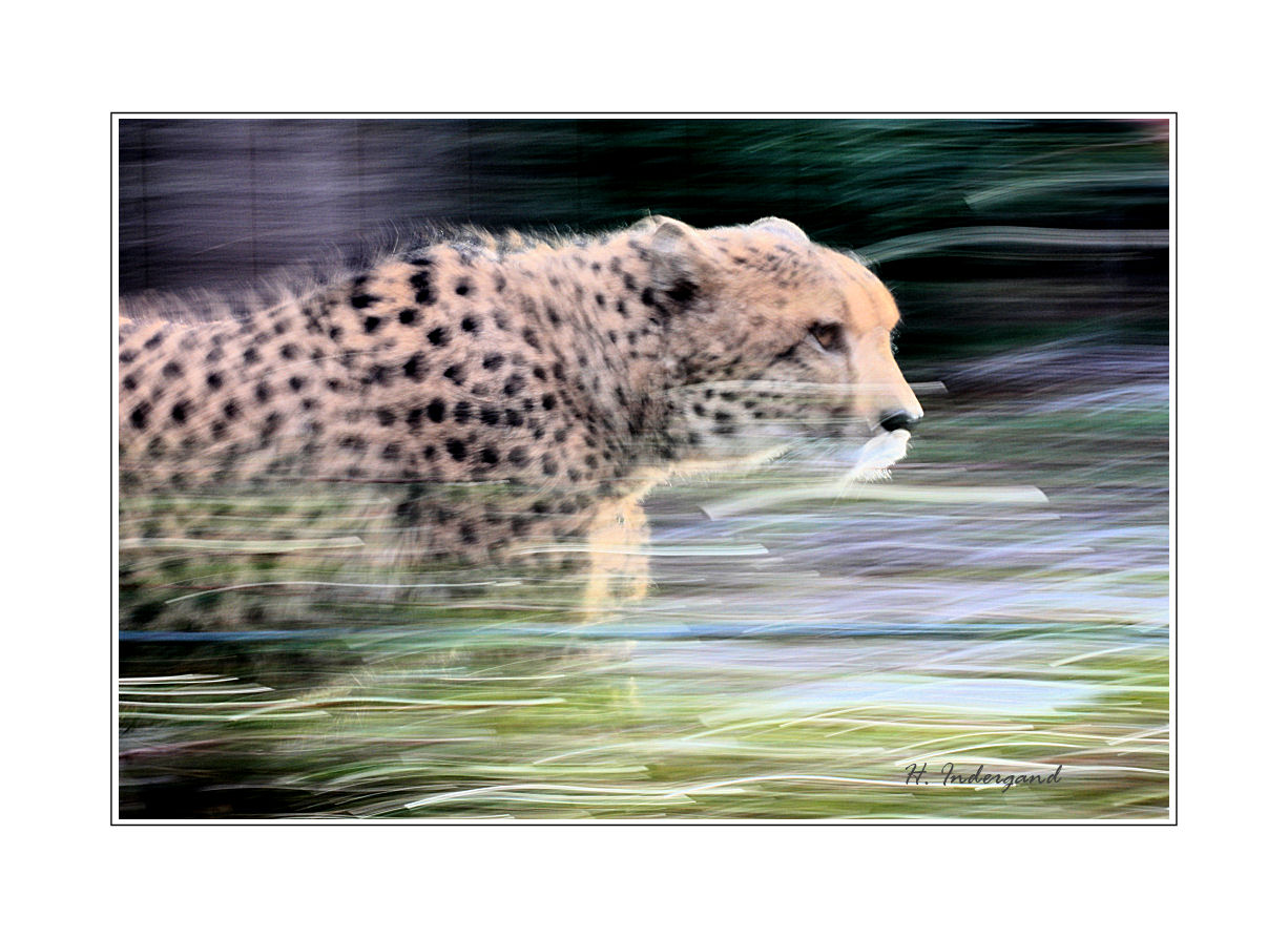 running cheetah