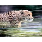 running cheetah