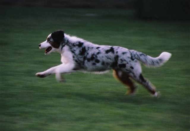 Running Cow-Dog