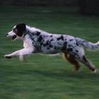 Running Cow-Dog