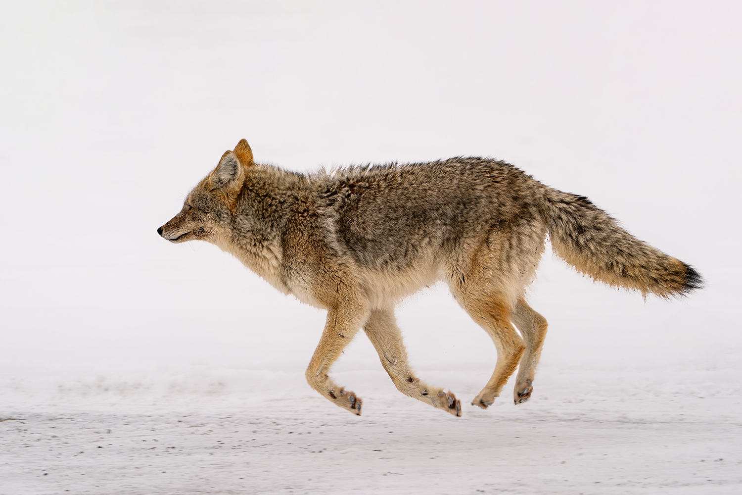 Running coyote …
