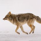 Running coyote …