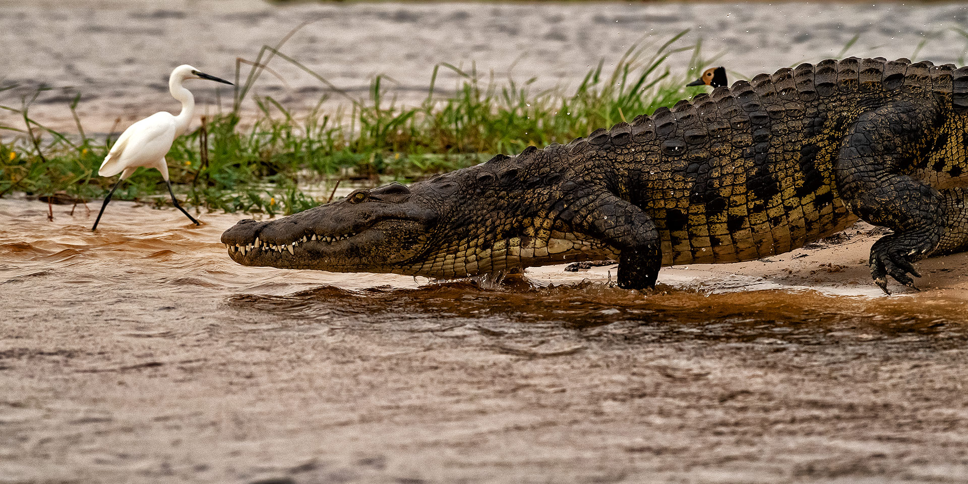 Running Croc