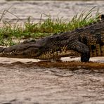 Running Croc