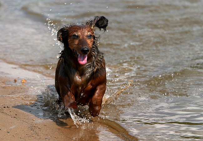 Running Dog