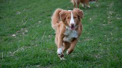 Running Dog 1