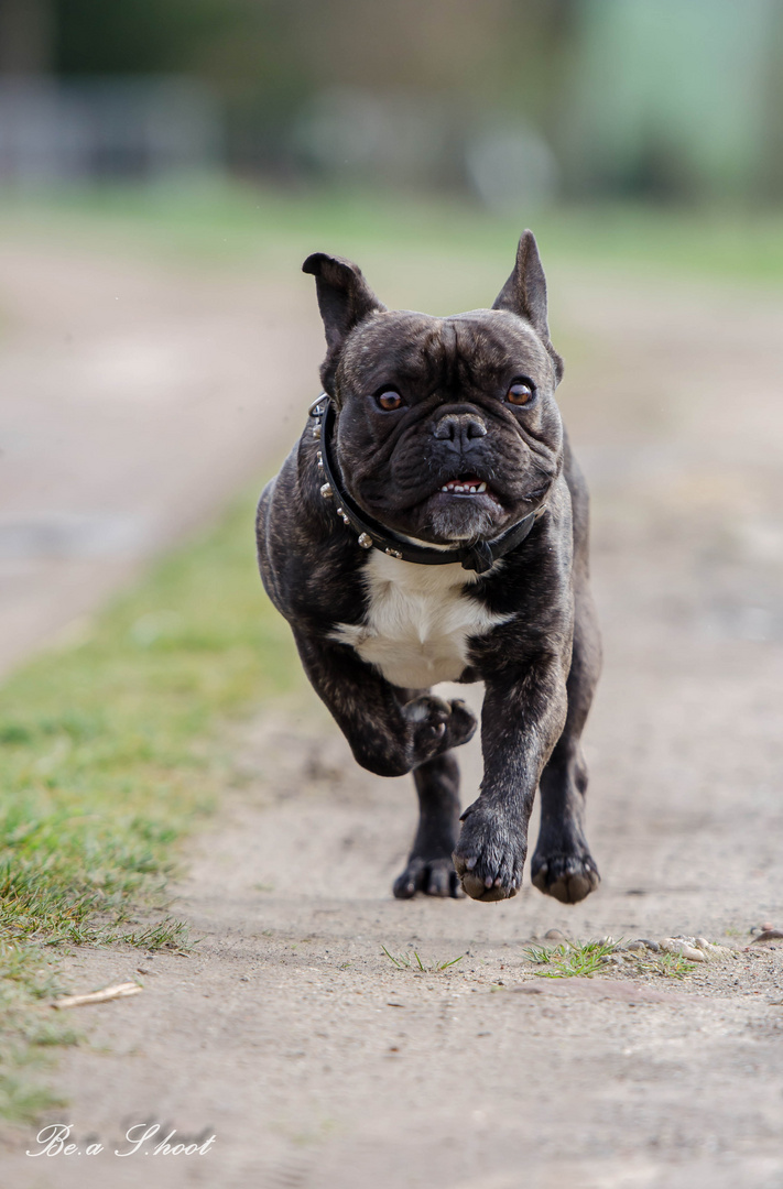 running dog