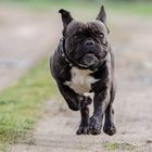 running dog