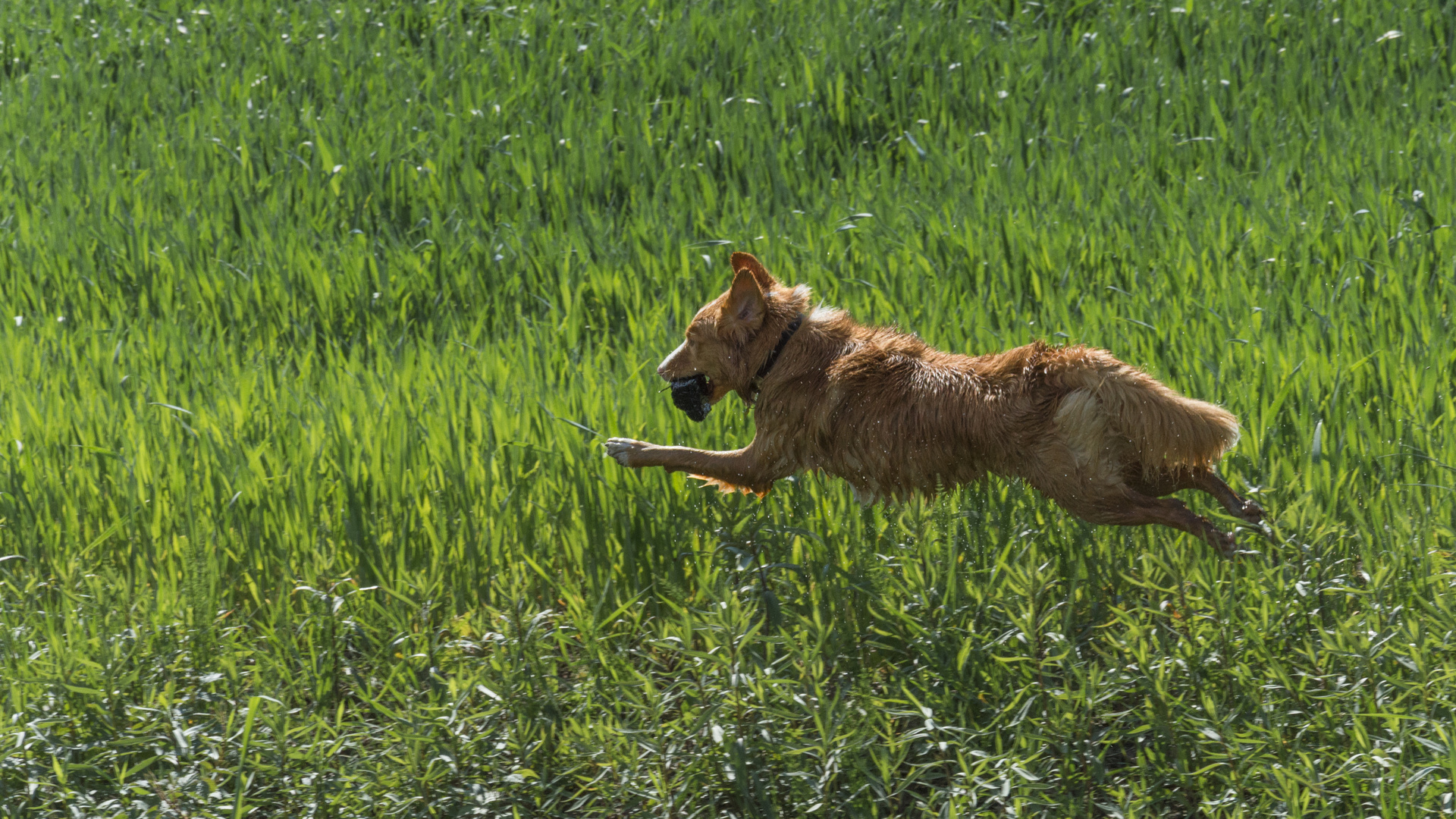 Running Dog 3