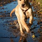 running dog