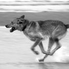 running dog