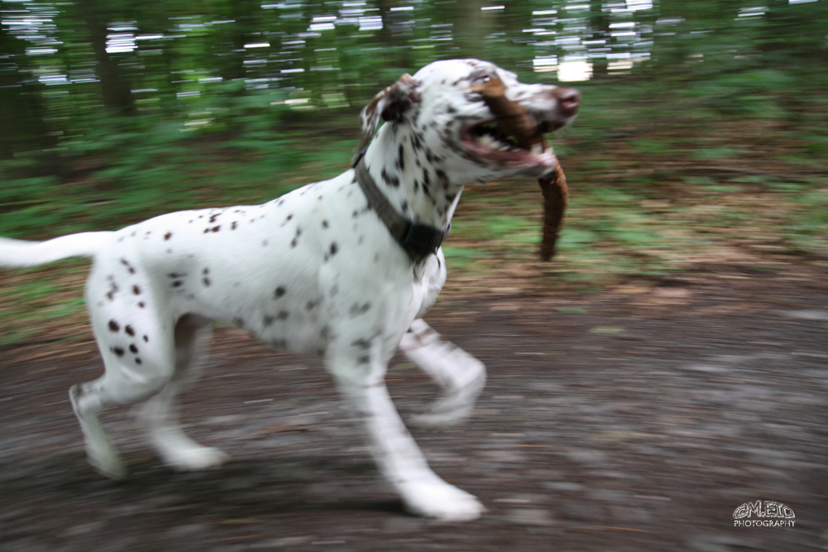 Running Dog