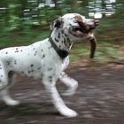 Running Dog