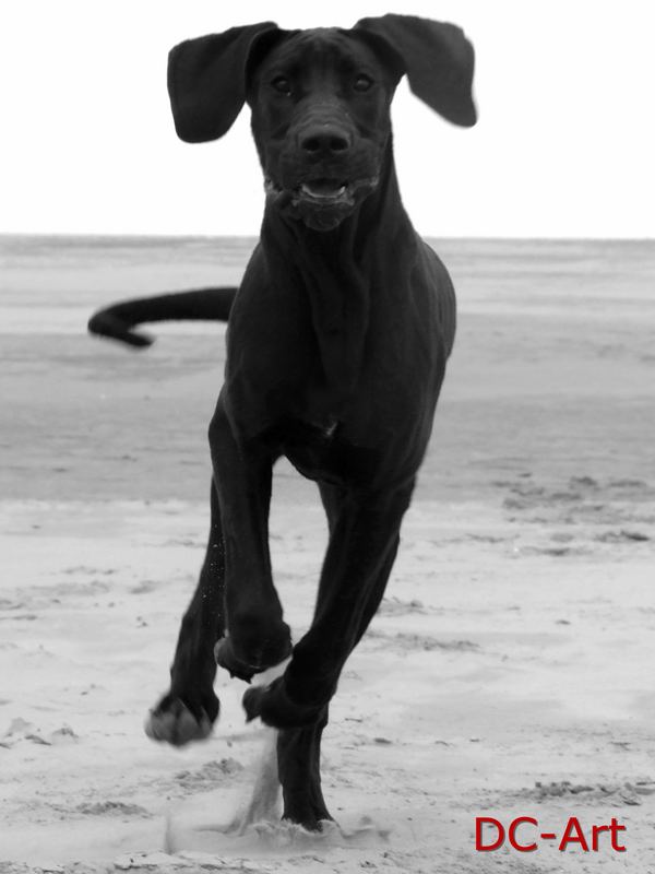 Running Dog