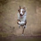 Running Dog