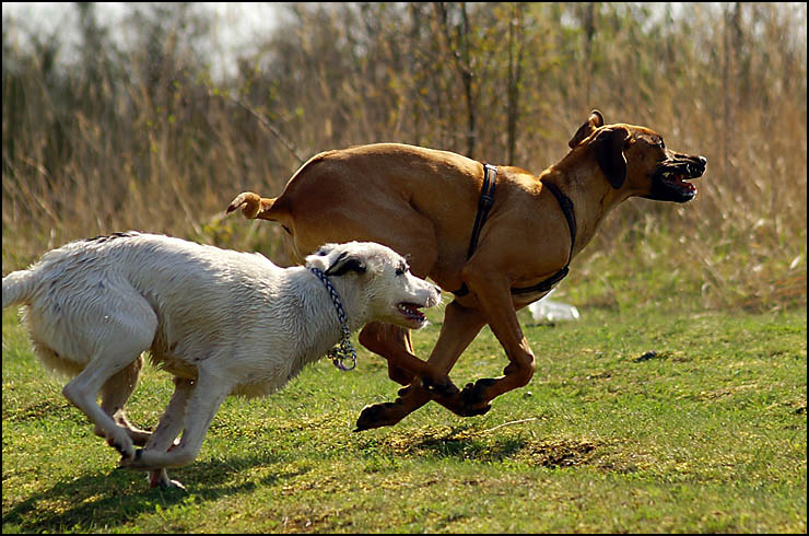 ~ running dogs ~