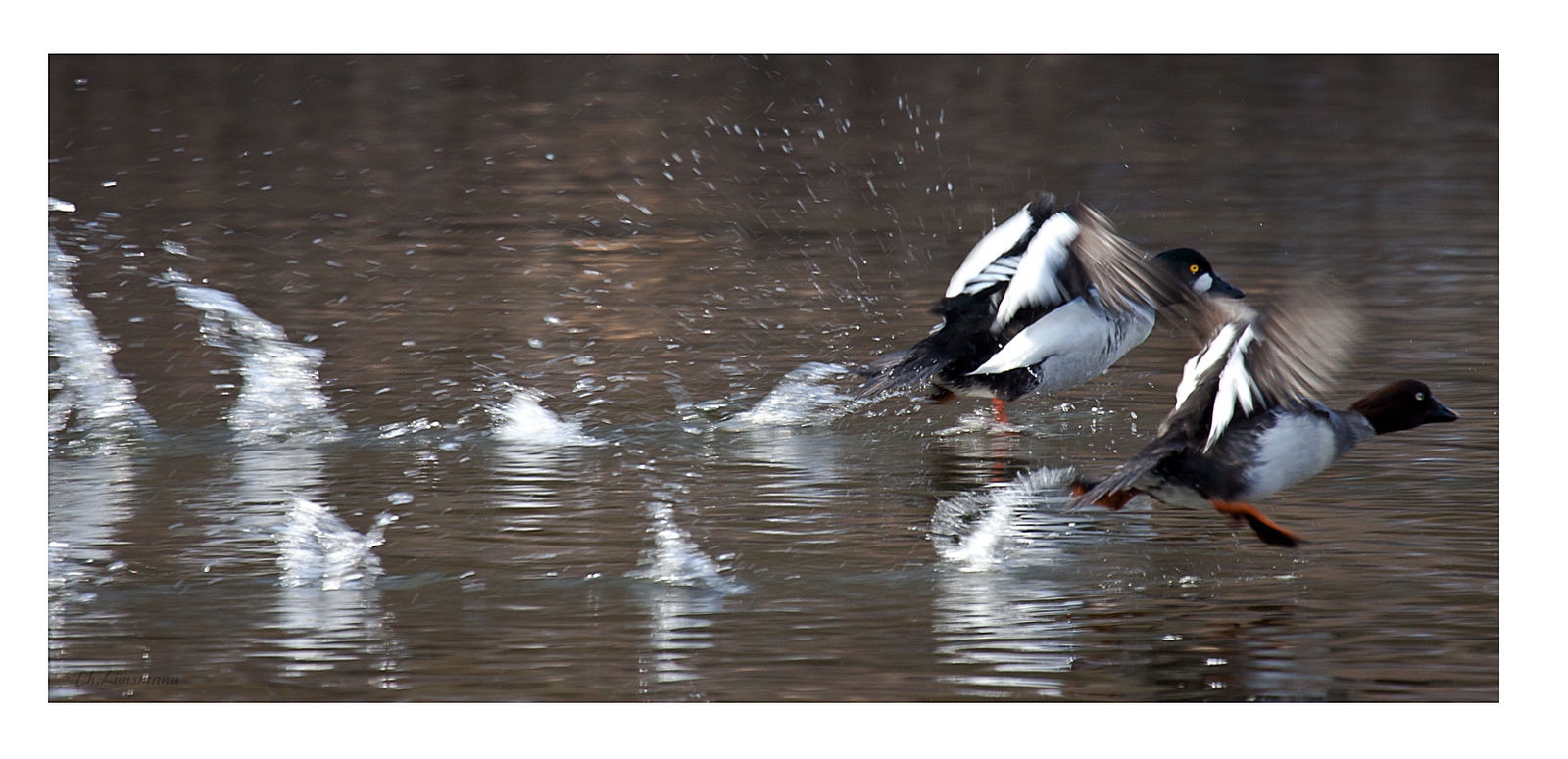 Running Duck....!