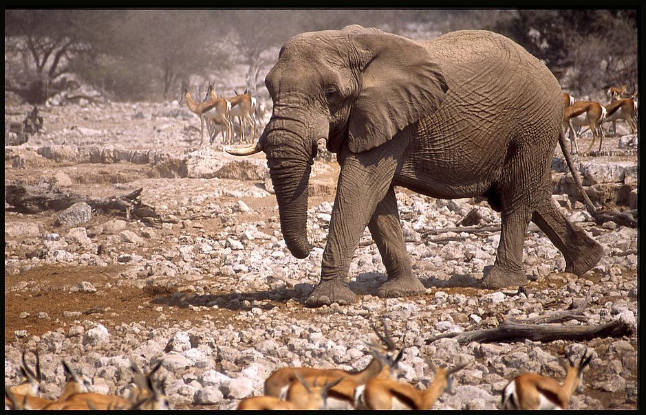 Running Elefant