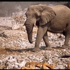 Running Elefant