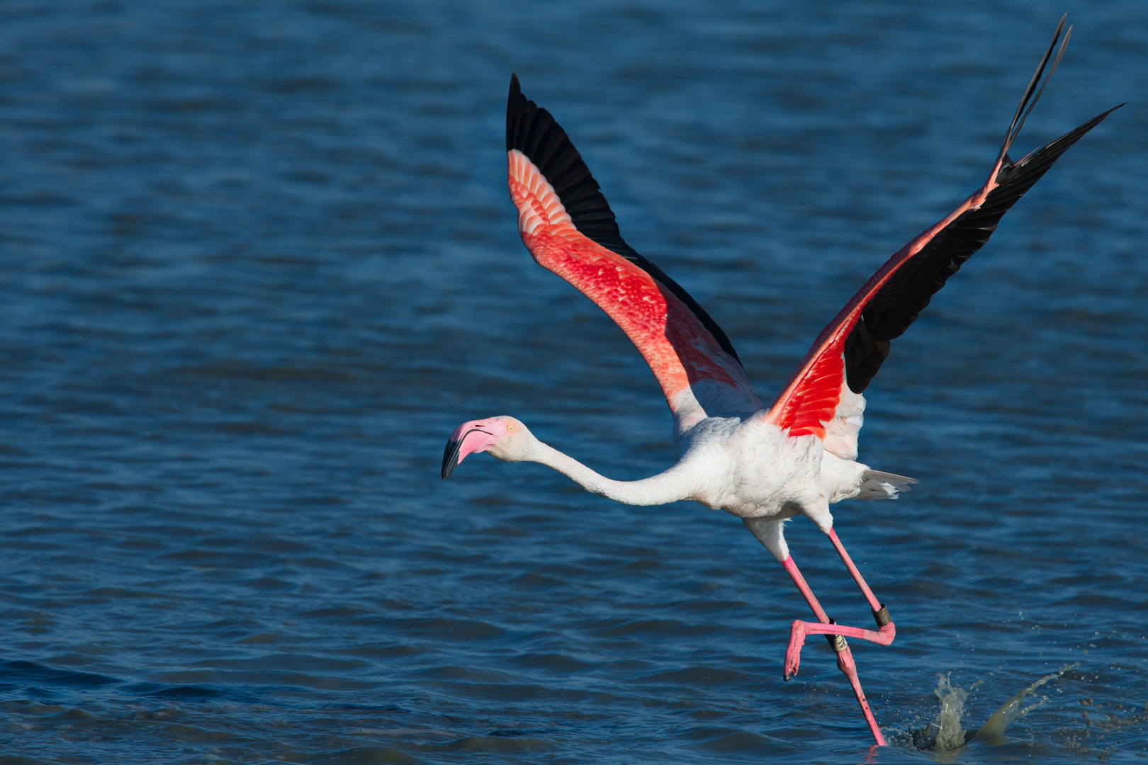 Running Flamingo