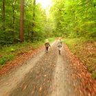 Running Forest