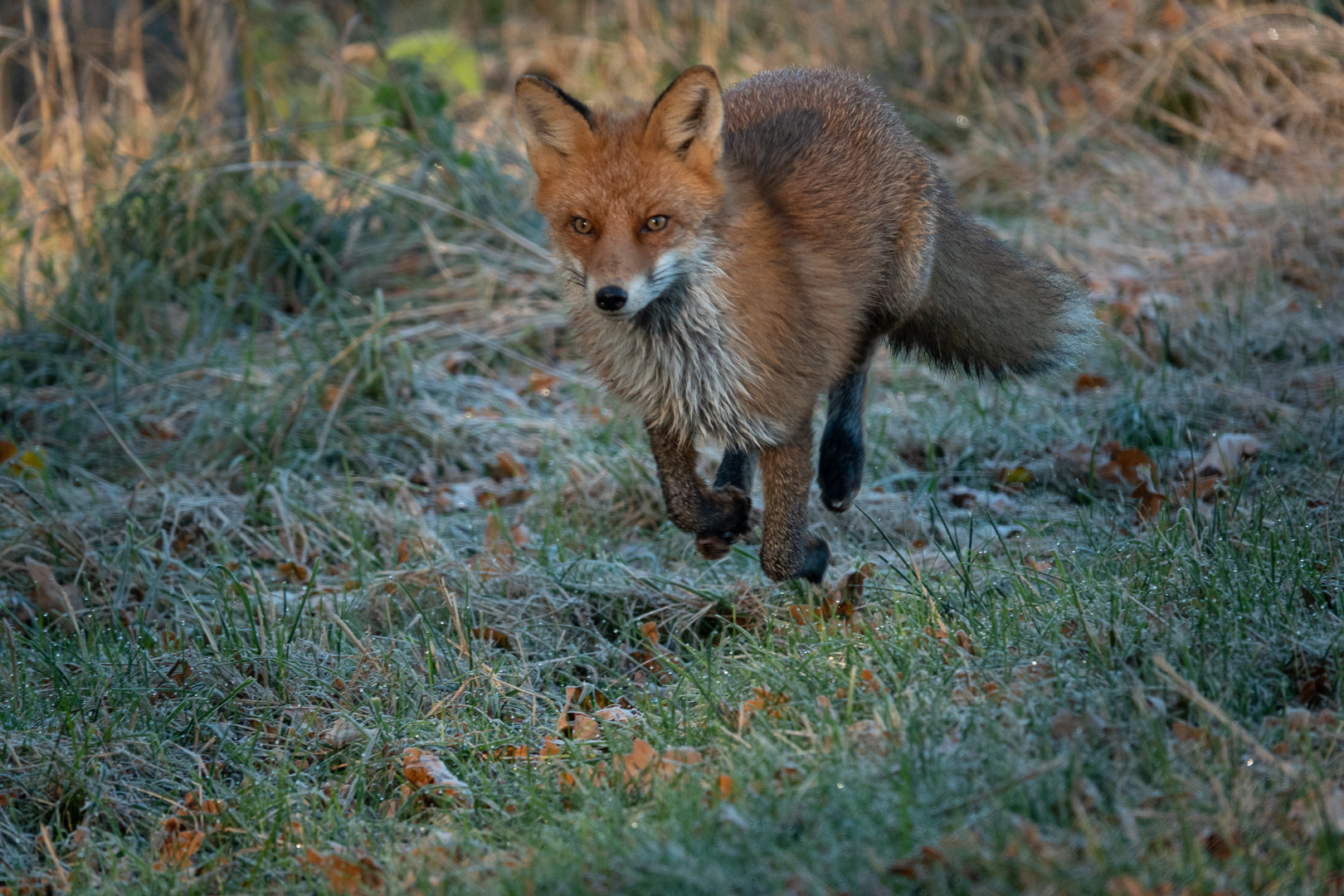 Running fox