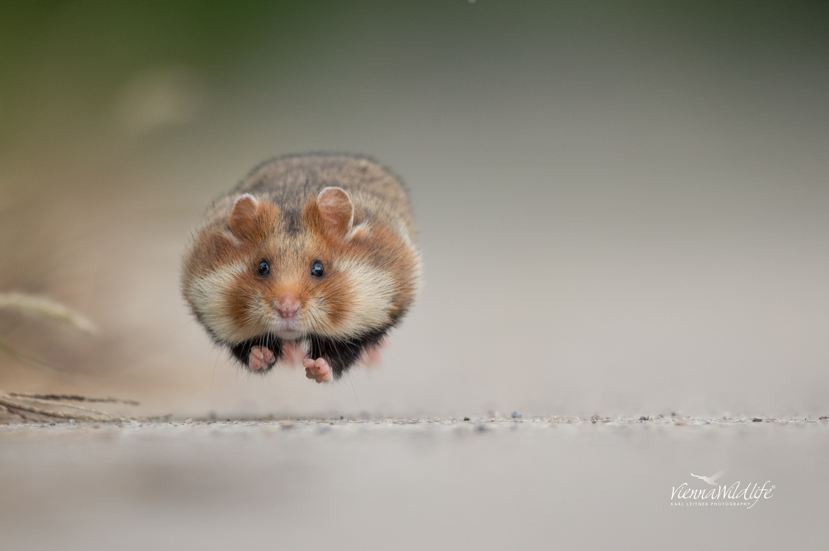 Running Hamster