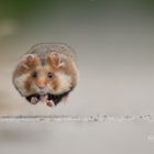 Running Hamster