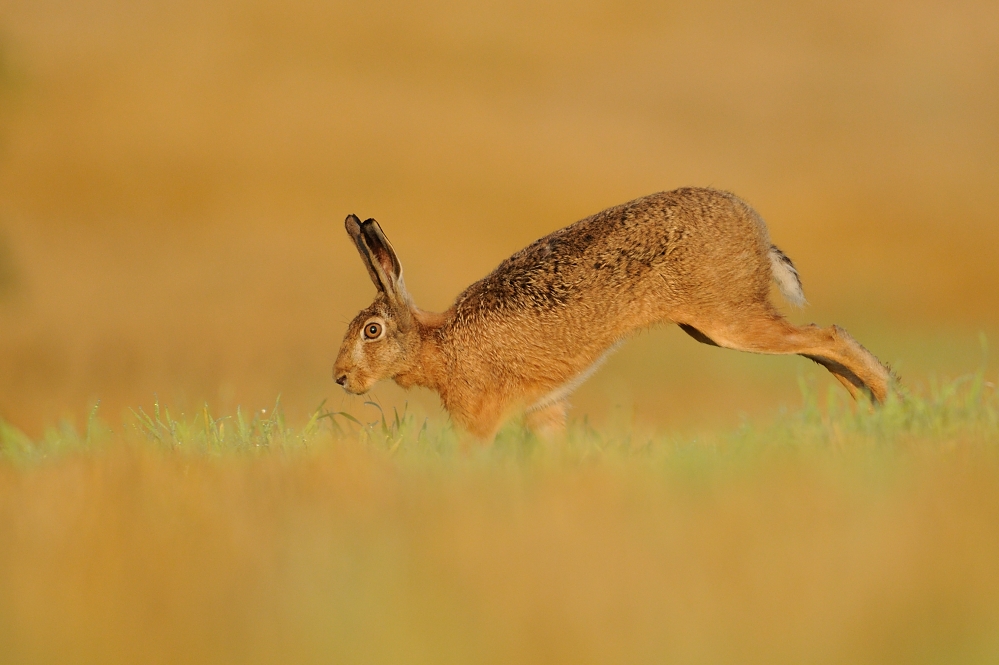 Running Hare