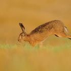 Running Hare