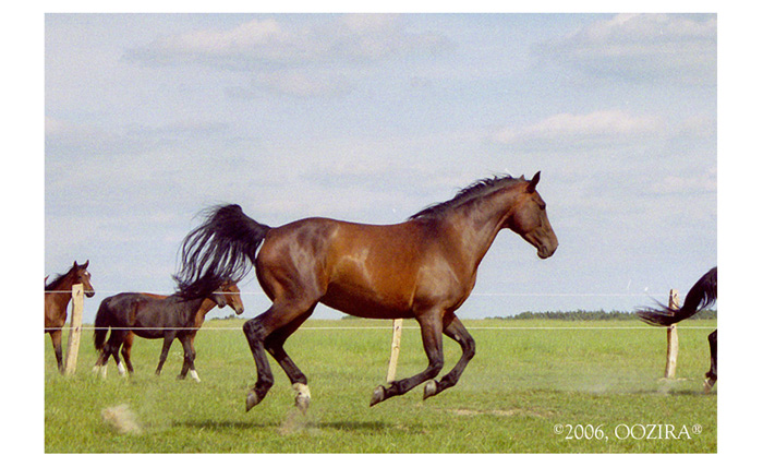 Running horse